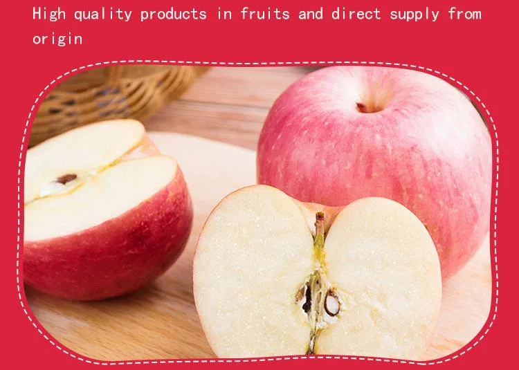 FUJI Red Fresh Apple China Origin Top Quality Rich Nutrition Good Price Free Sample